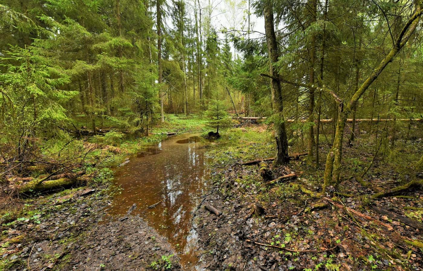 Конец апреля выдался дождливым ...