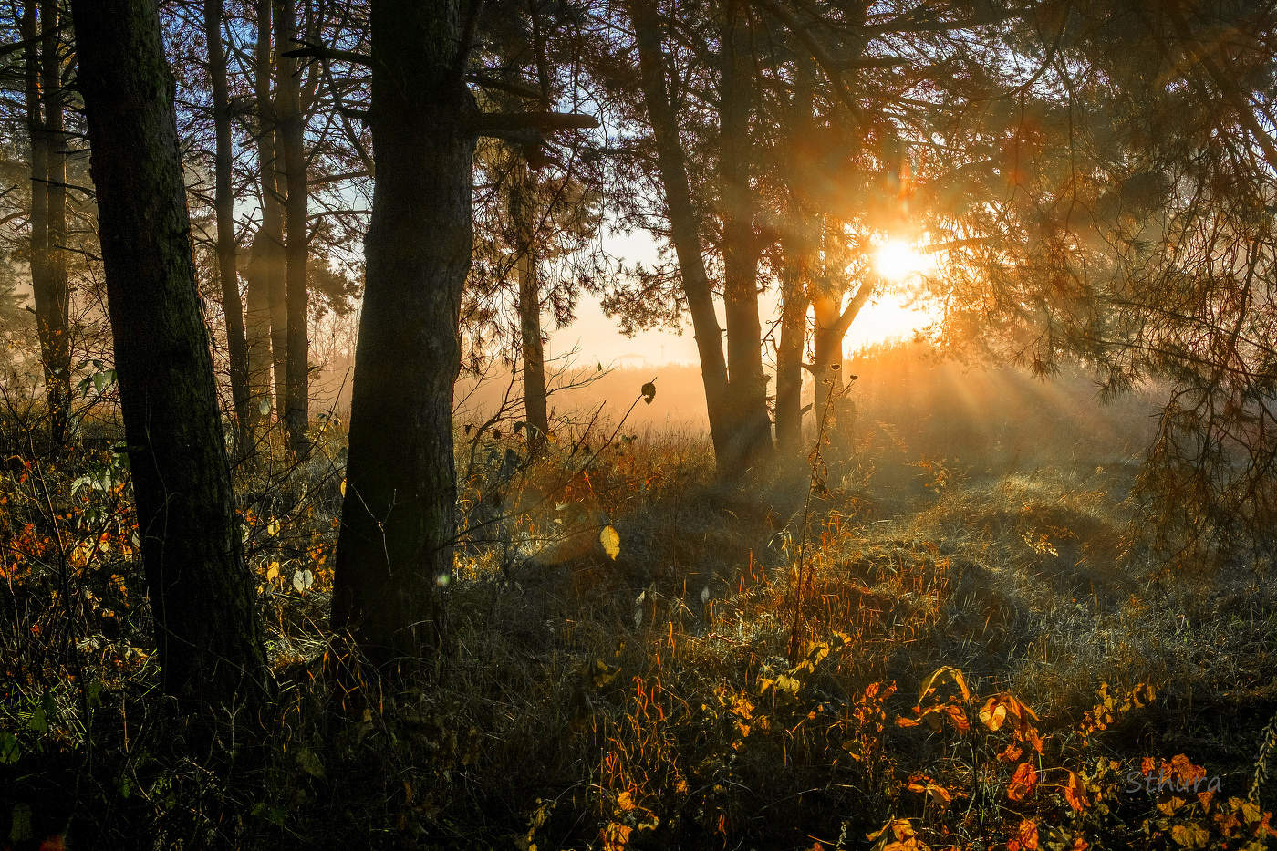 Утро в лесу.