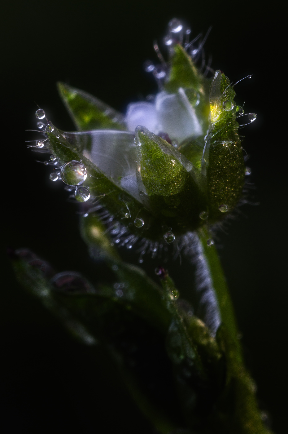 Сумрачная...