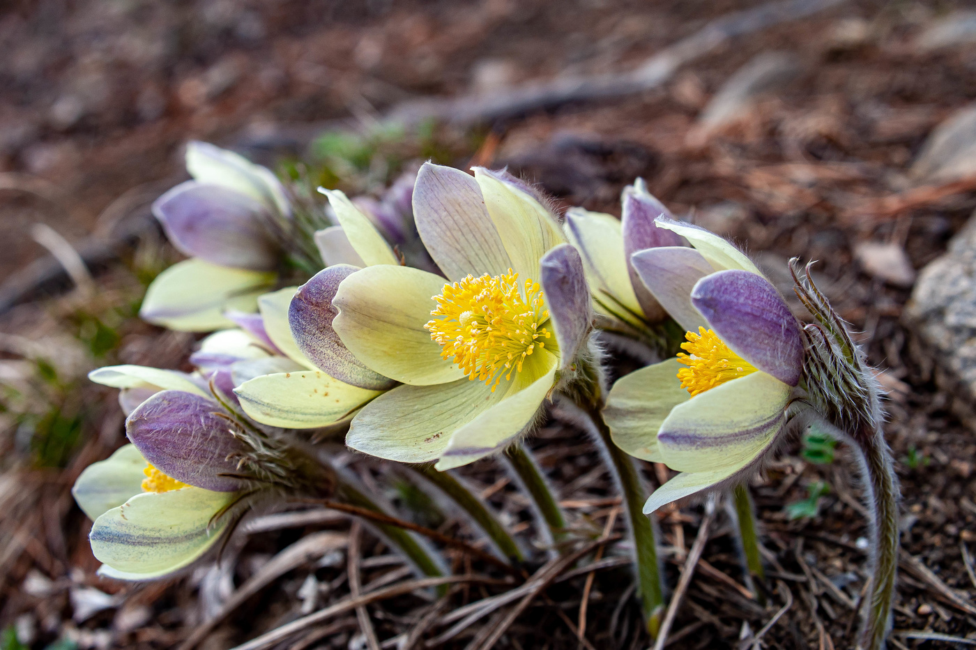 Подснежники в Сибири.