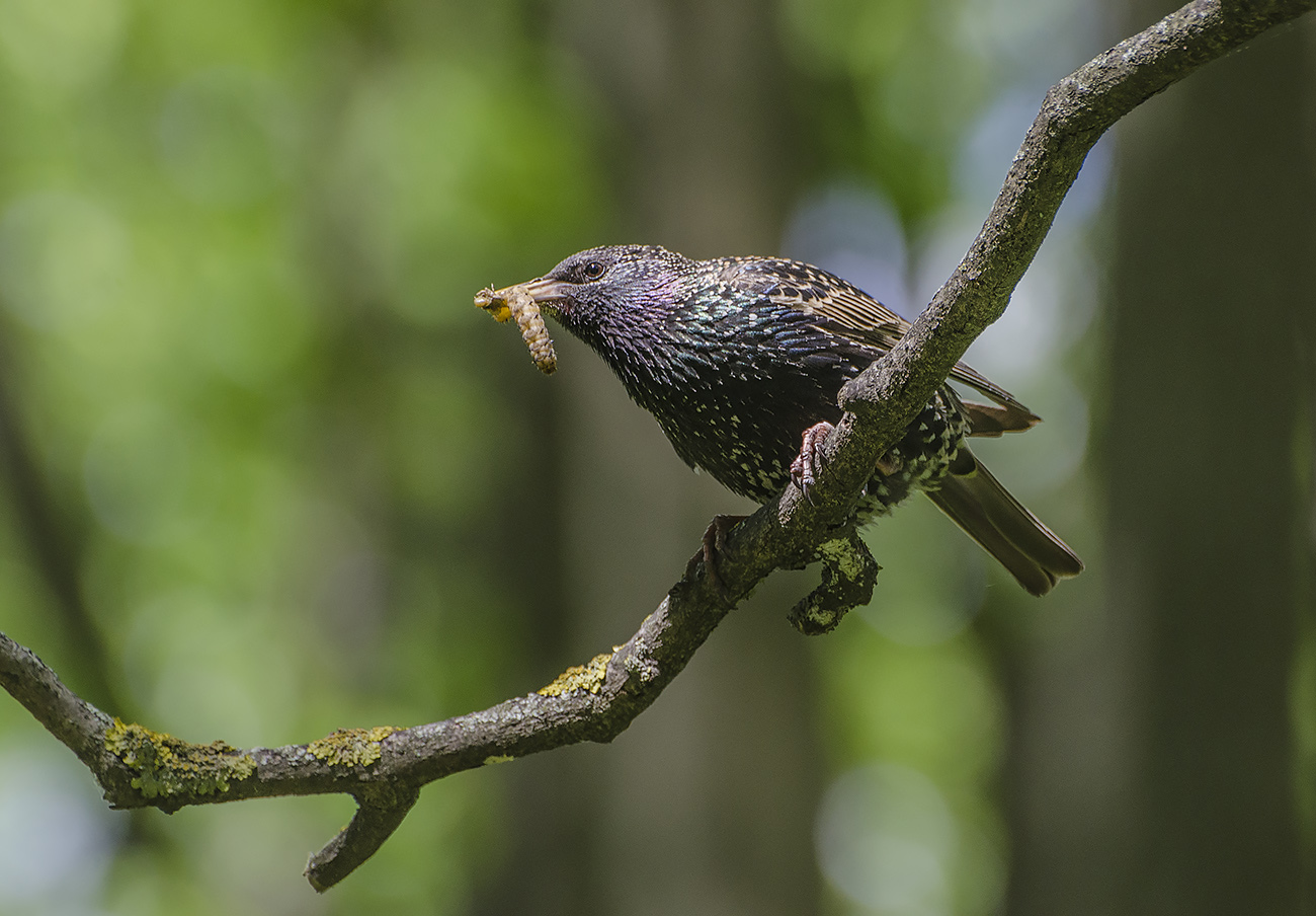 Добыча весеннего сезона