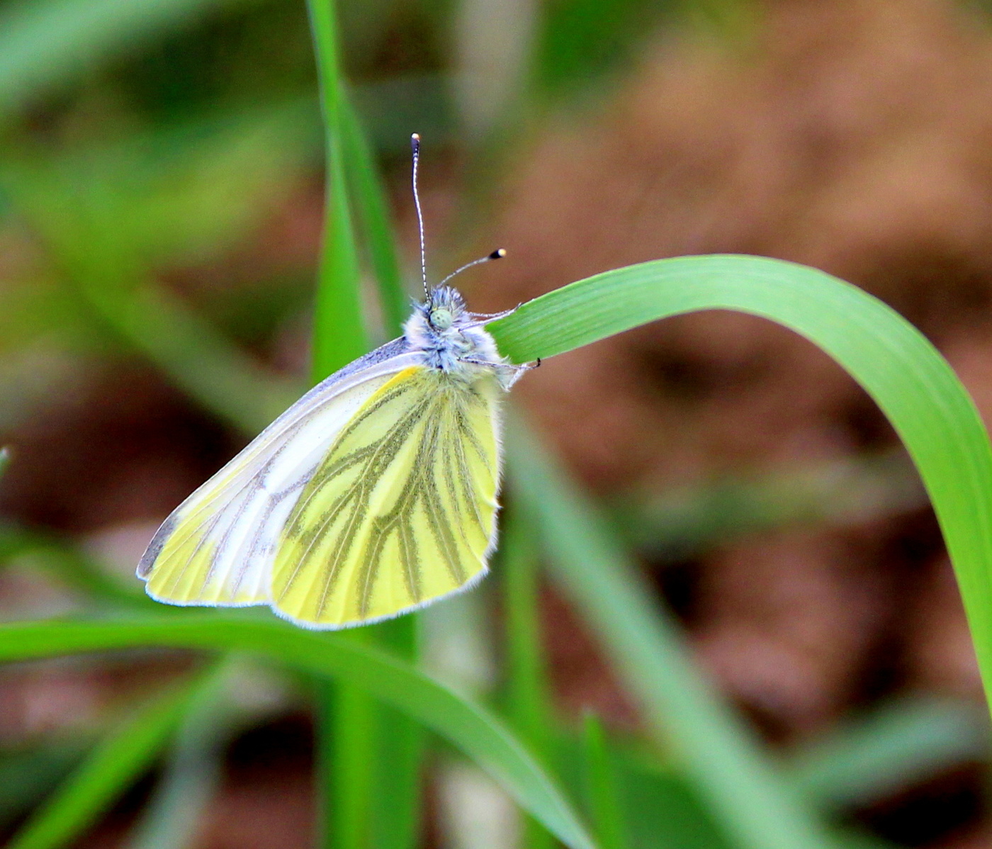 Первая бабочка!