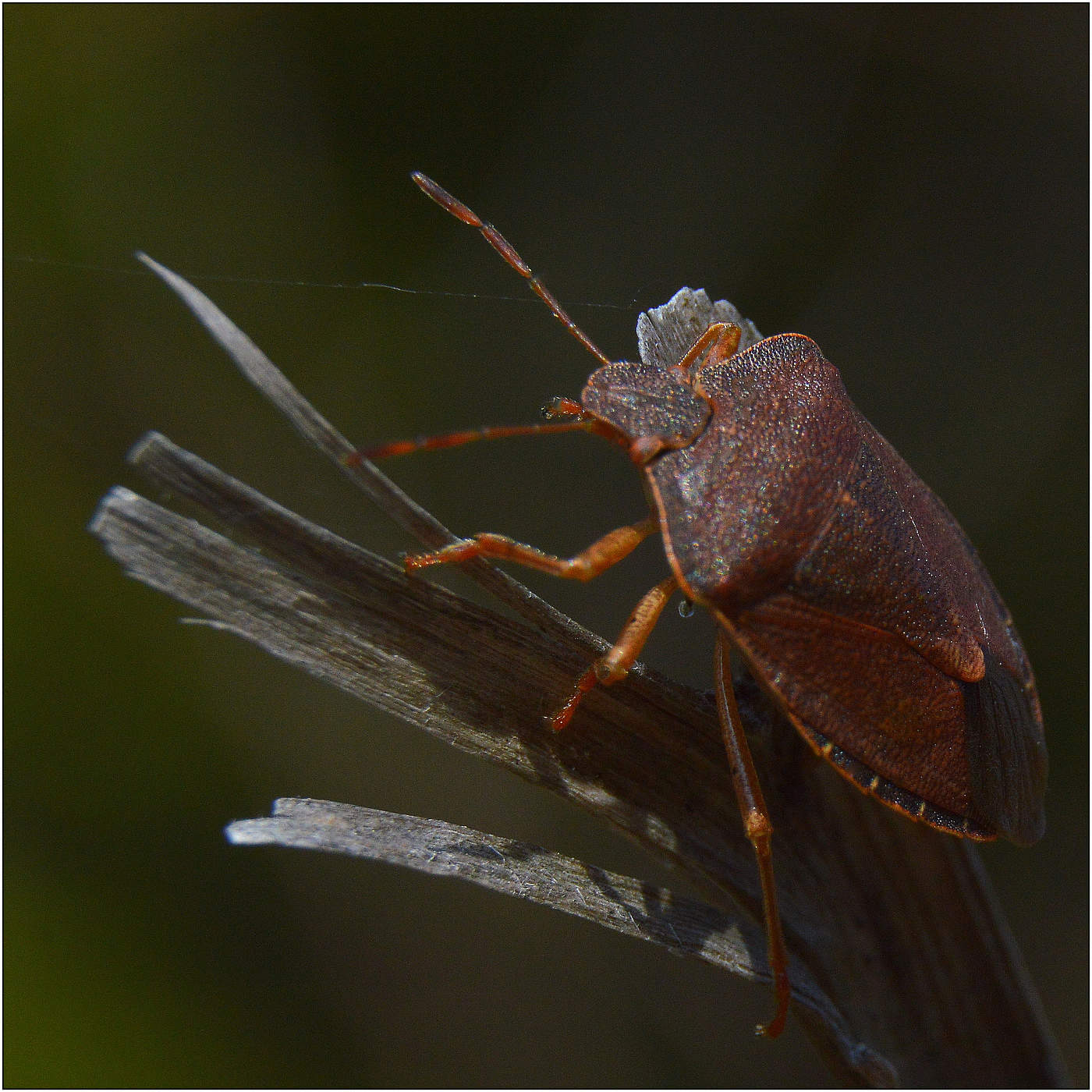Тонкая нить Ариадны.