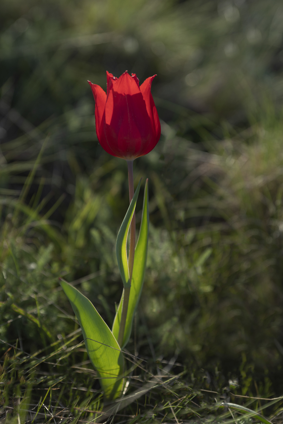 Степной краснокнижный тюльпан