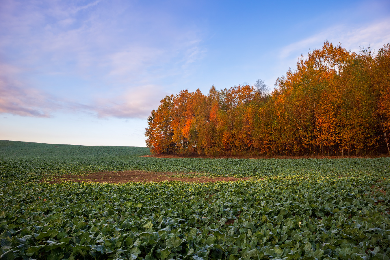 Осеннее поле
