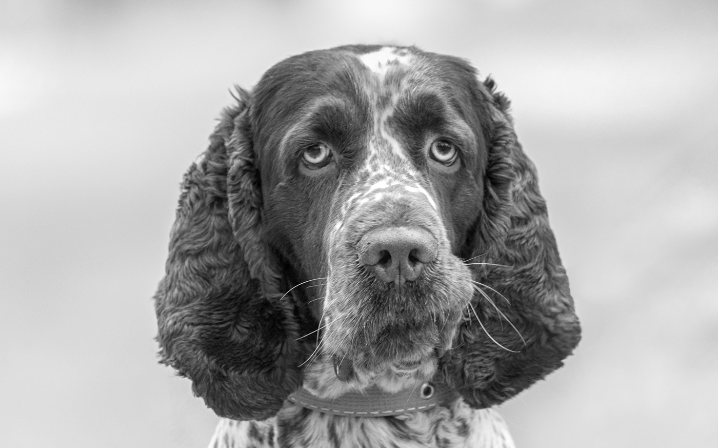 О чем думают собаки?