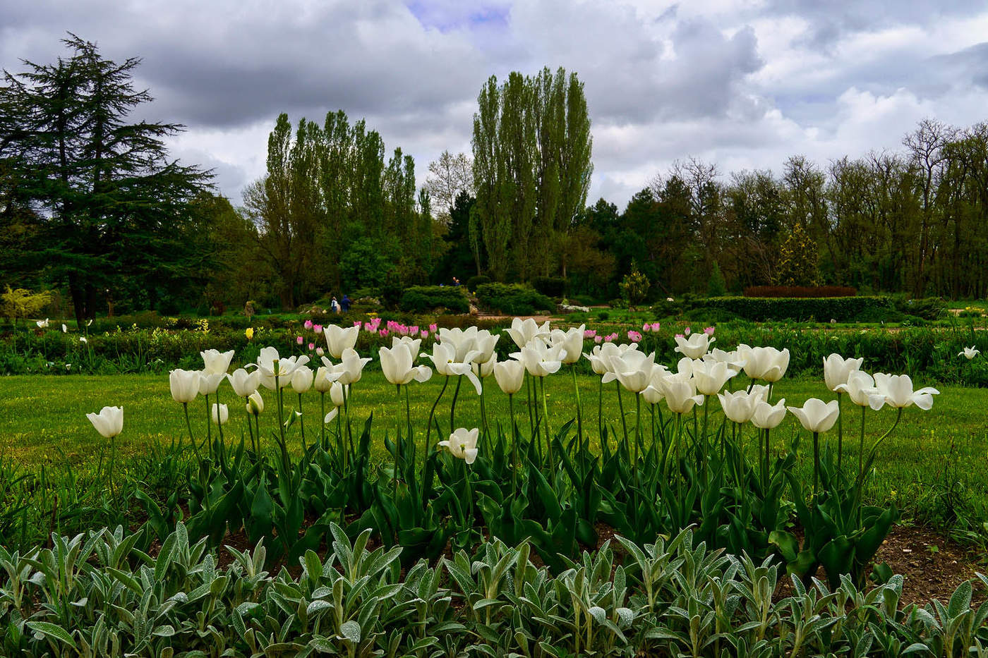 Весна в ботаническом Саду Крымского Федерального университета