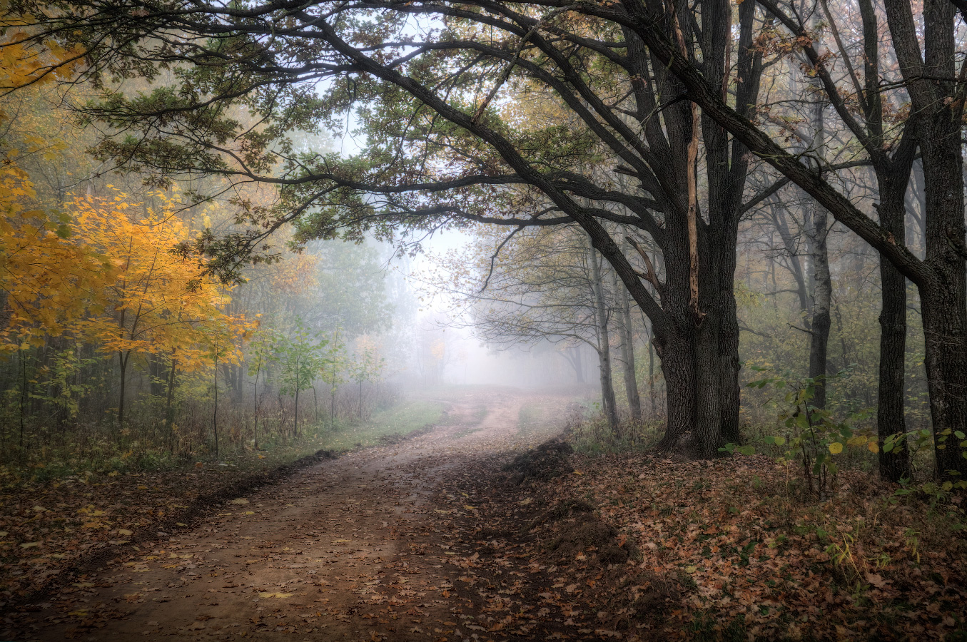 Туман и осень