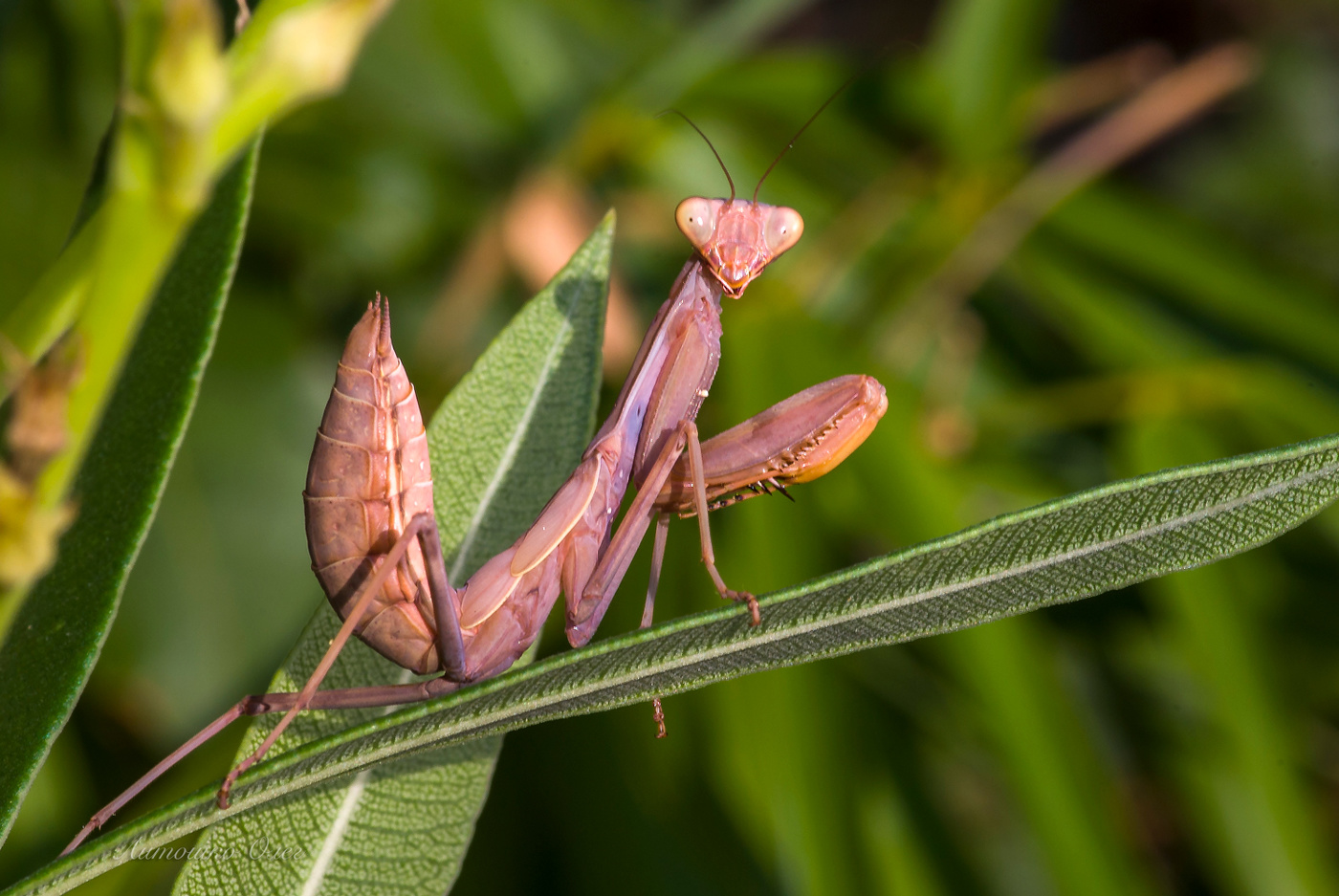 Богомол древесный.