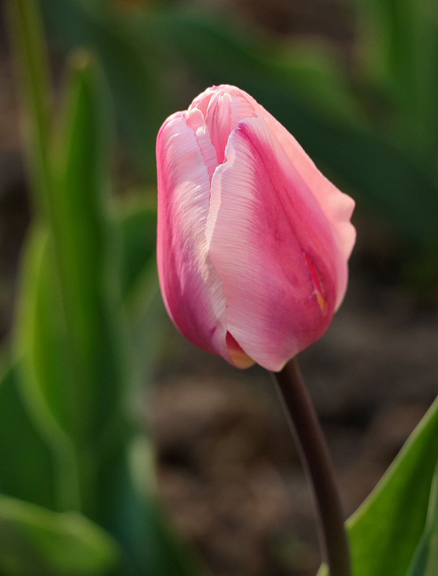С Первомаем!