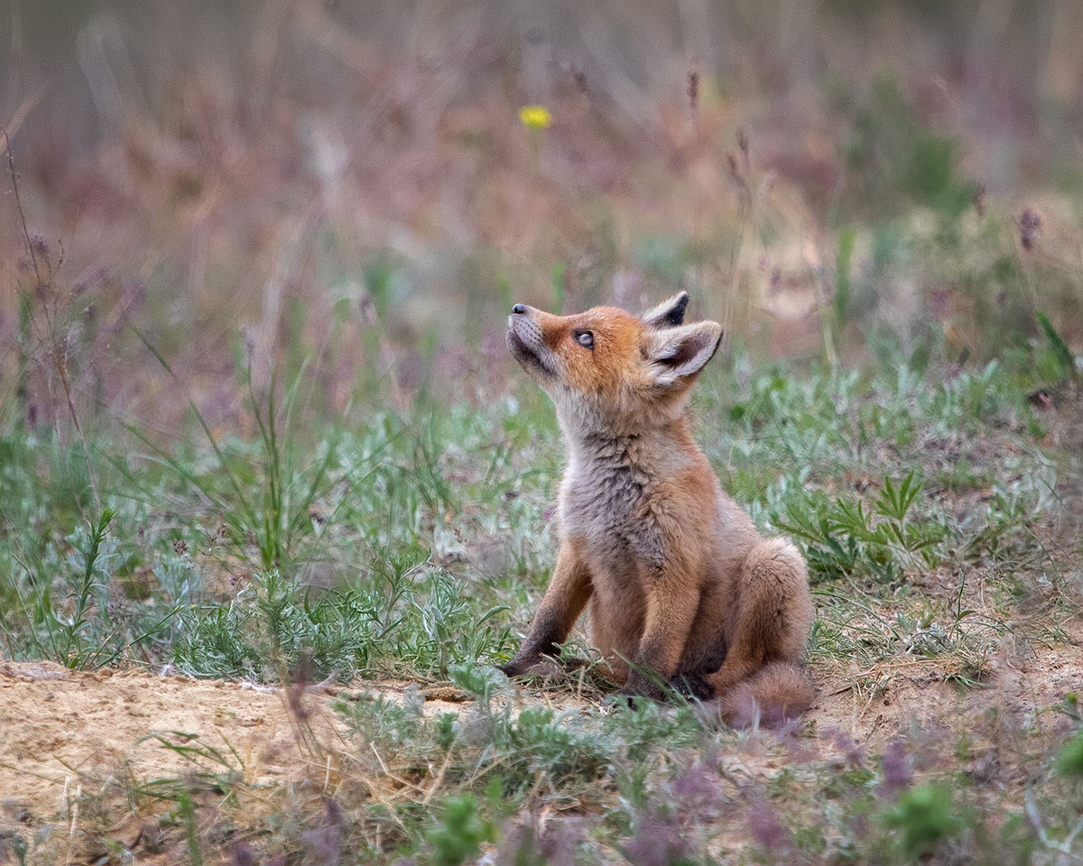 Мечты небесные