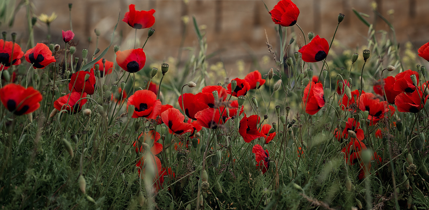Маки в стенах крепости Нарын-кала. Дербент.