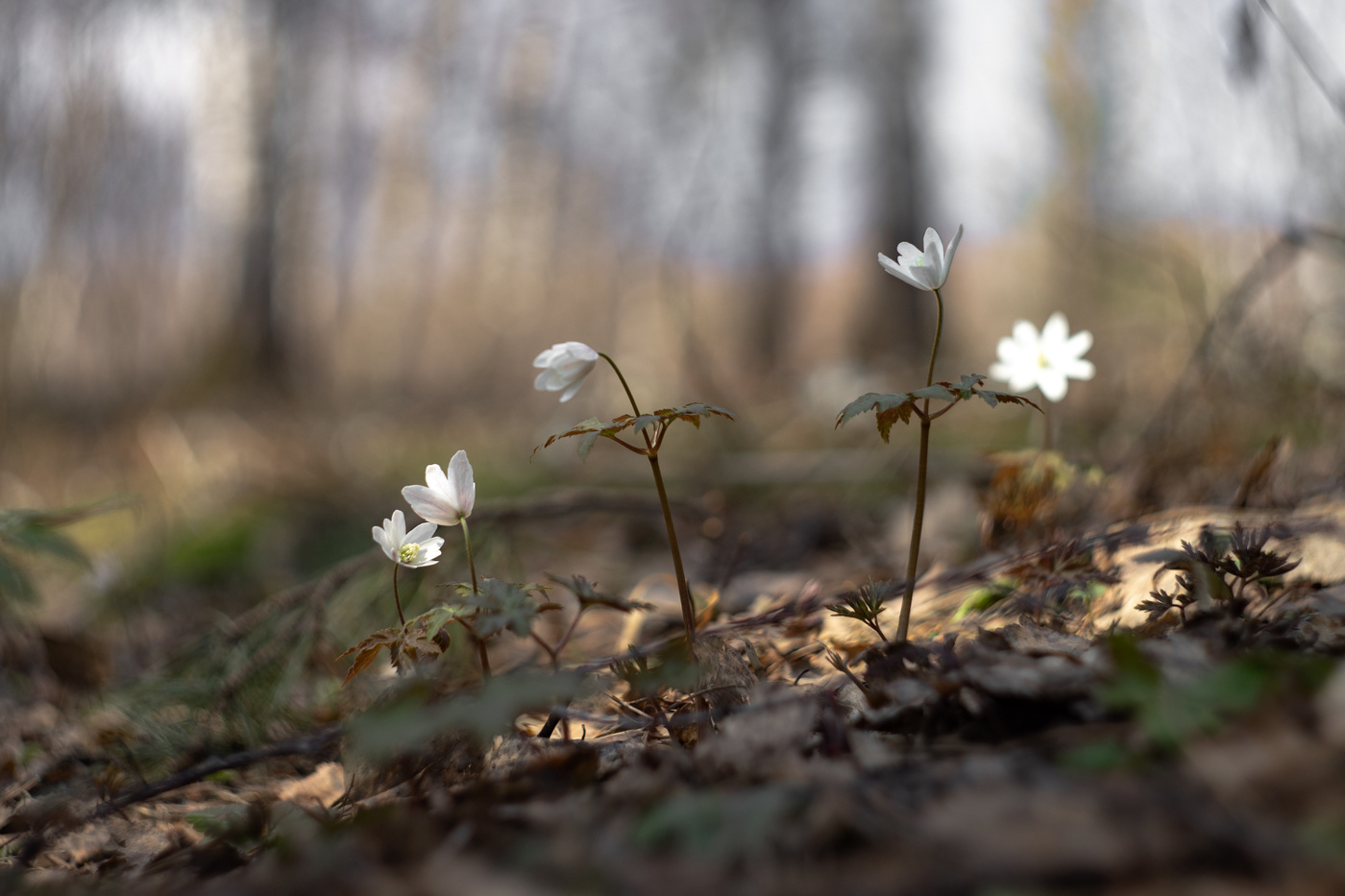 ветренница