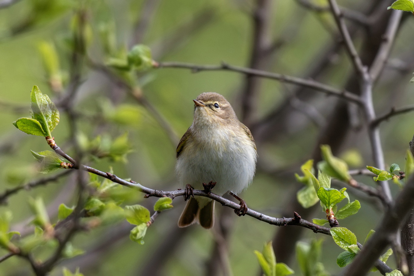 Пеночка-весничка.
