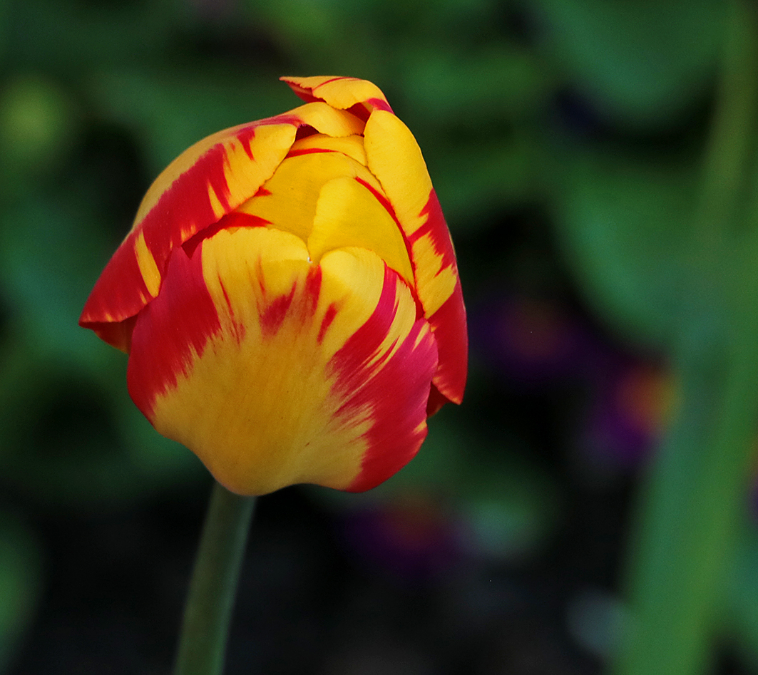 Красота весны