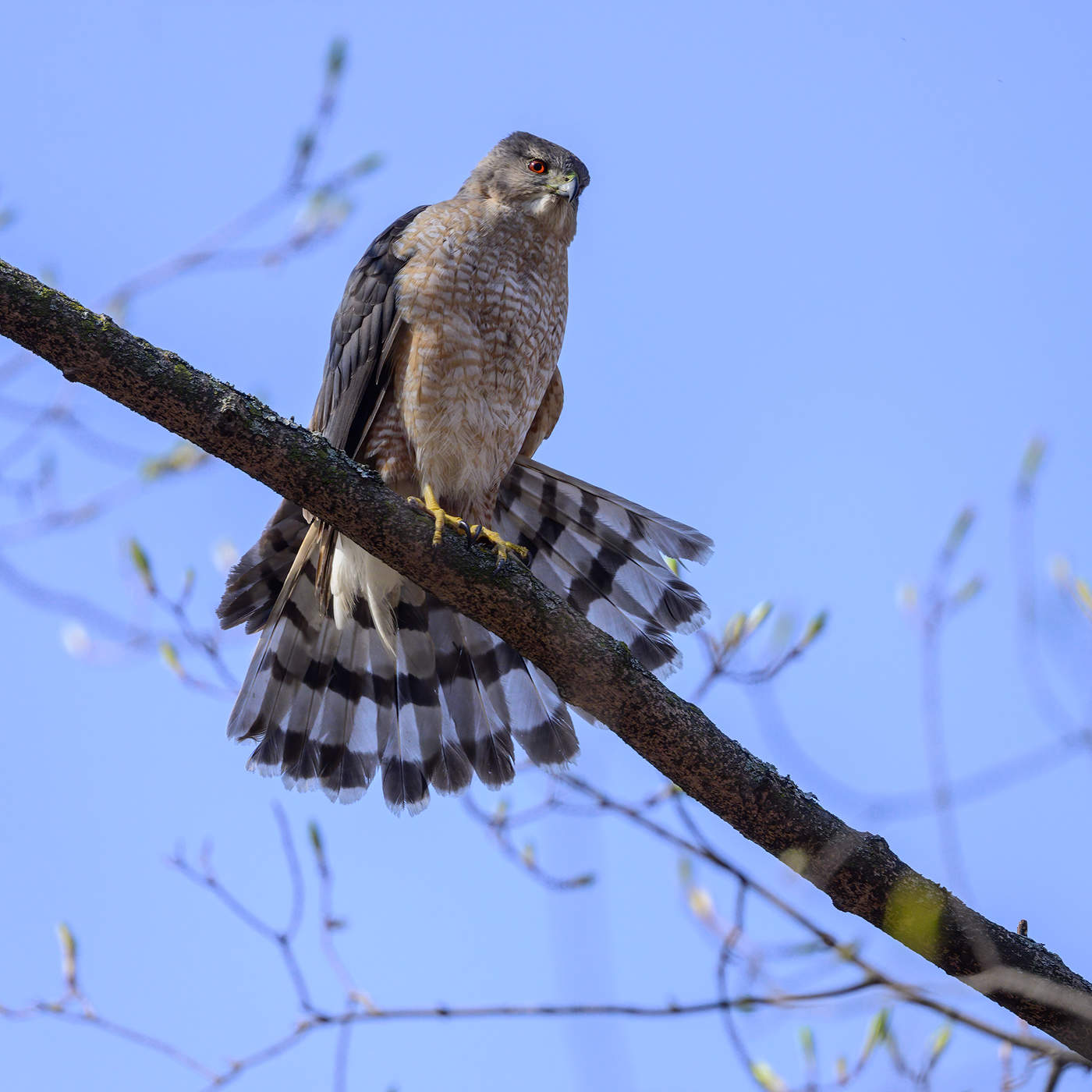 Cooper's hawk
