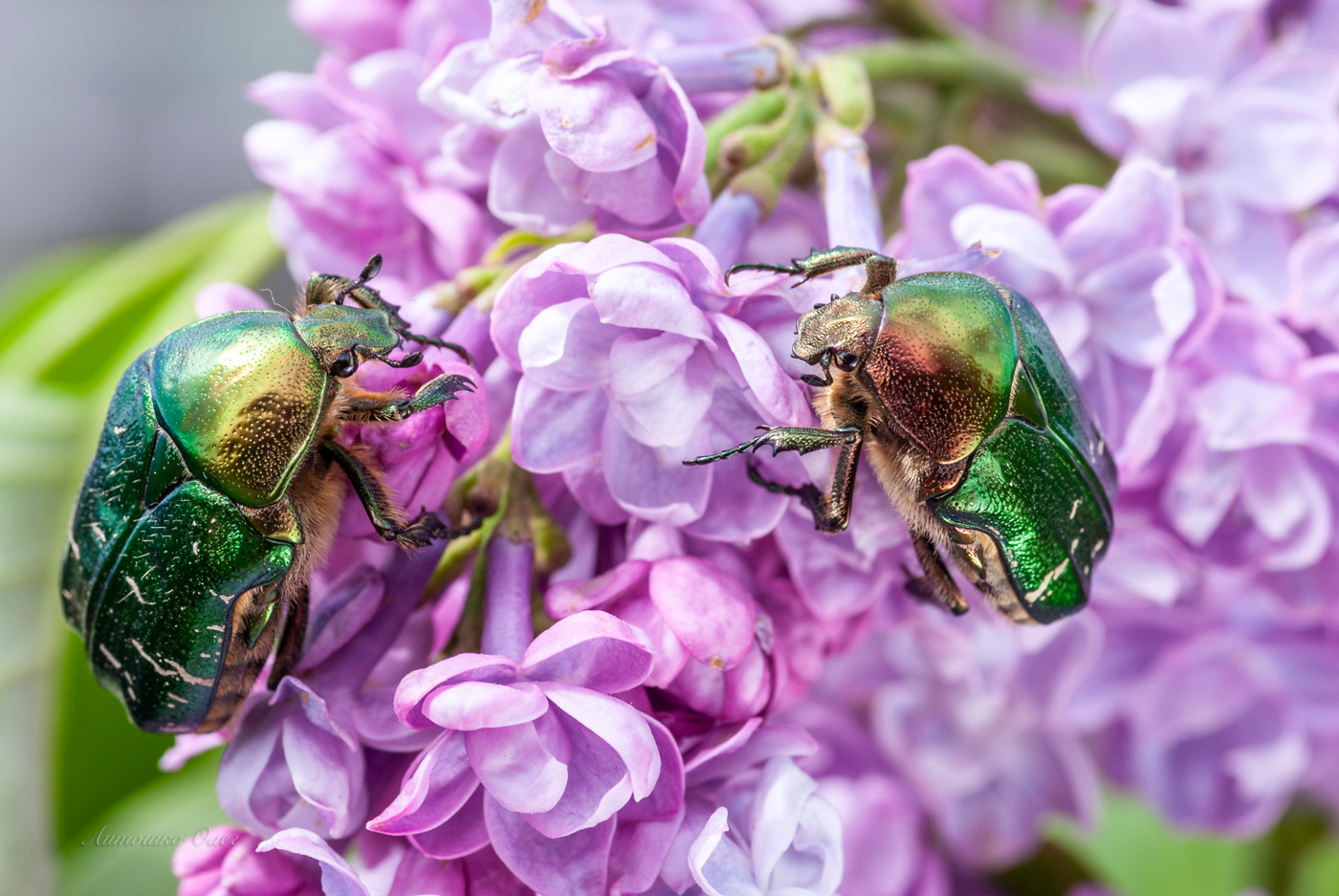 Бронзовка золотистая.
