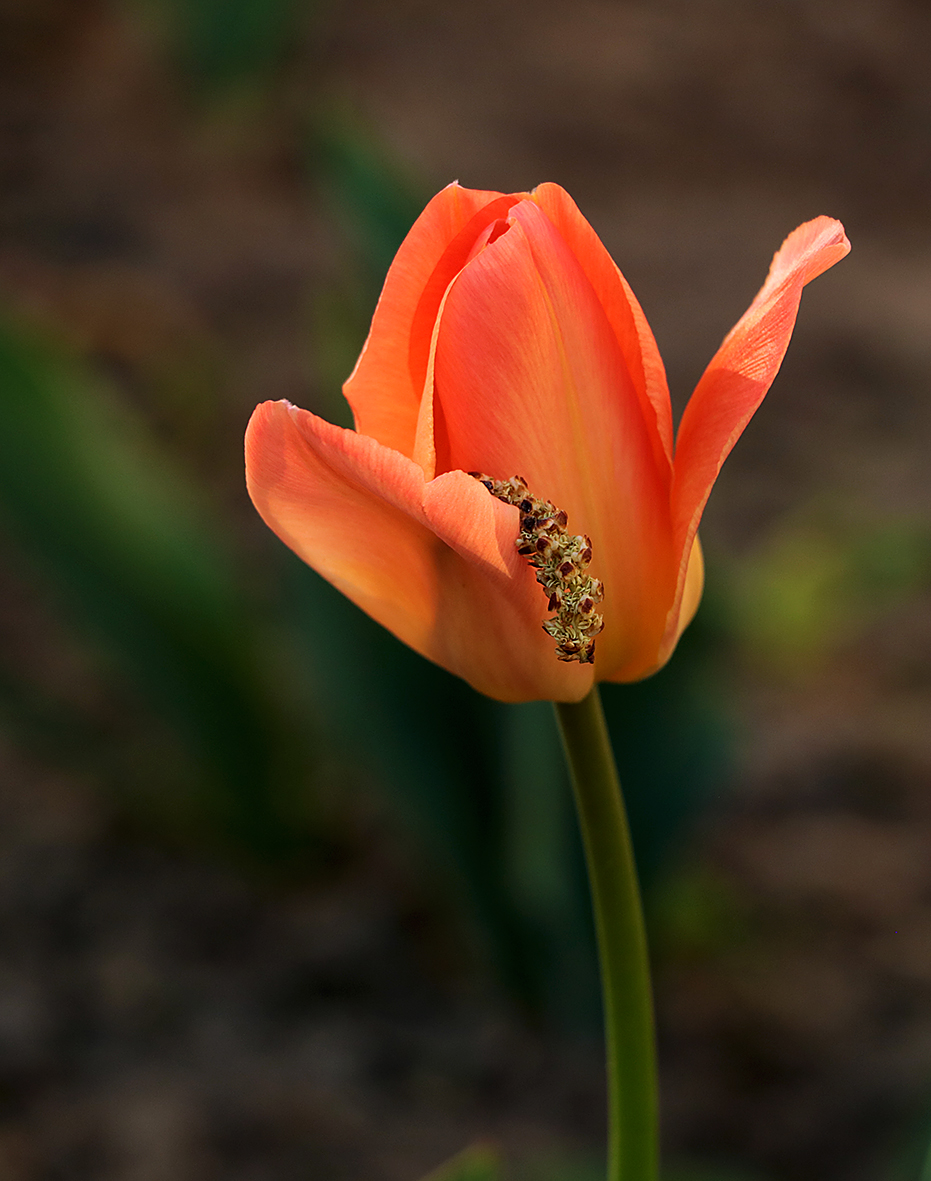 Модник с серёжкой