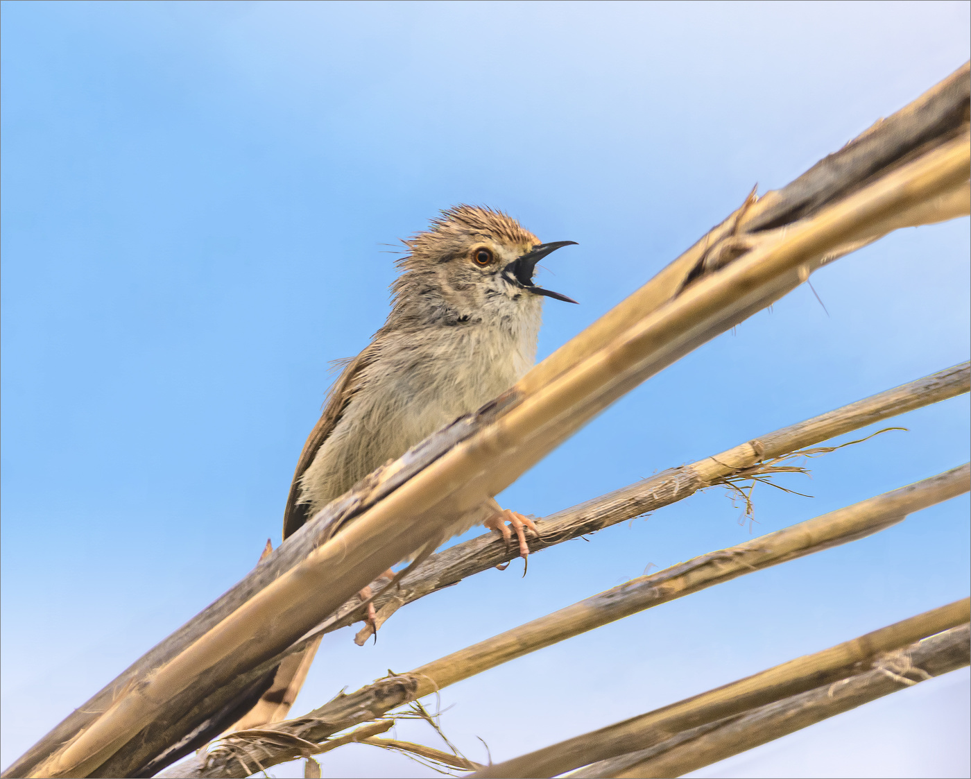 Песня в камышах