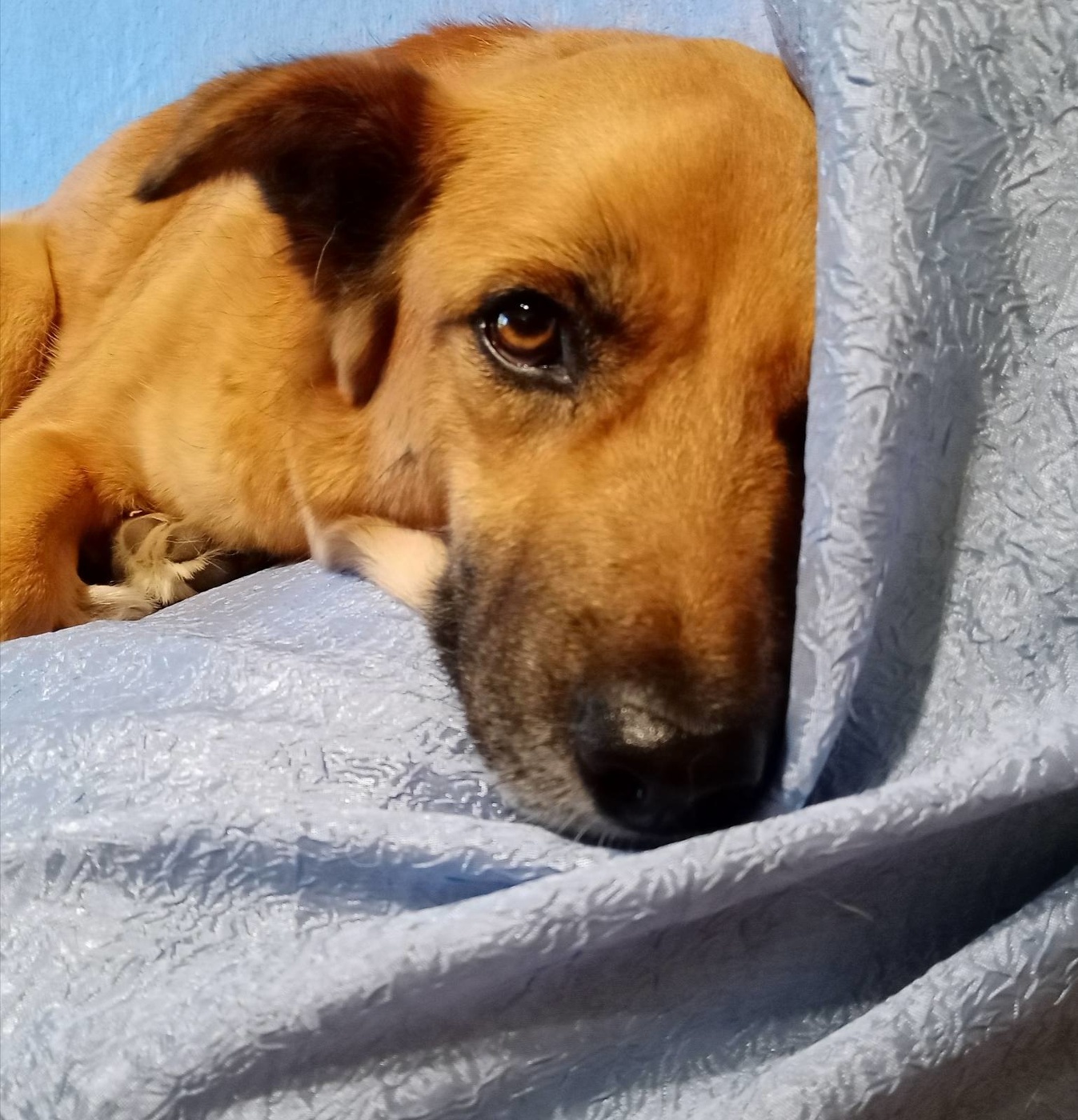 Задумчивость..