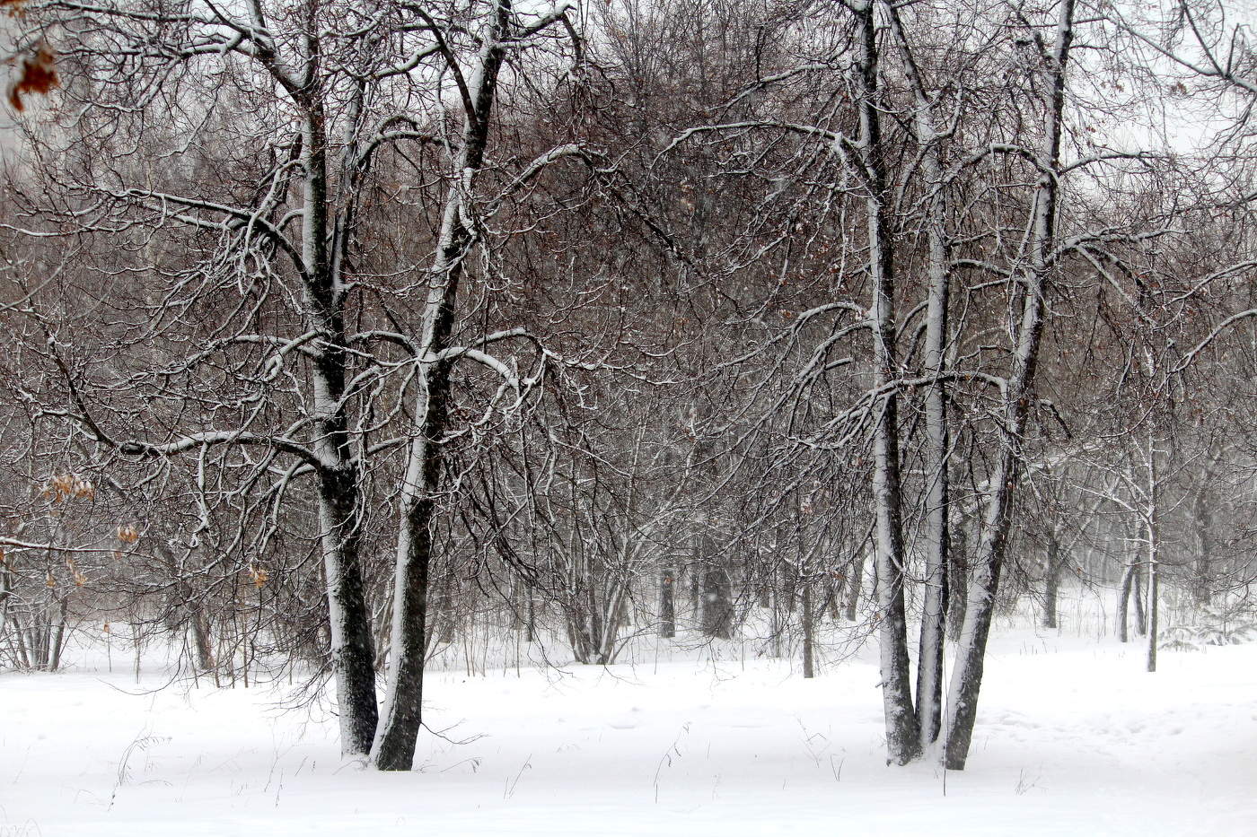 Зимний пейзаж.