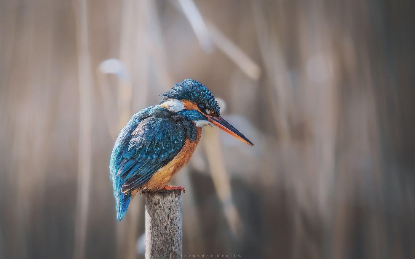 Неподвижность