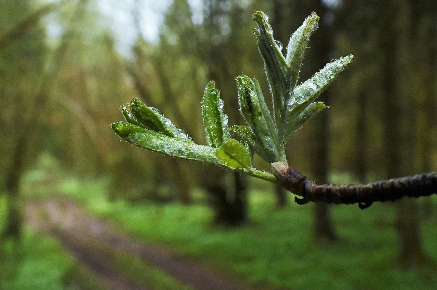 "Апрель от счастья плачет, пророчит май и грозы..."