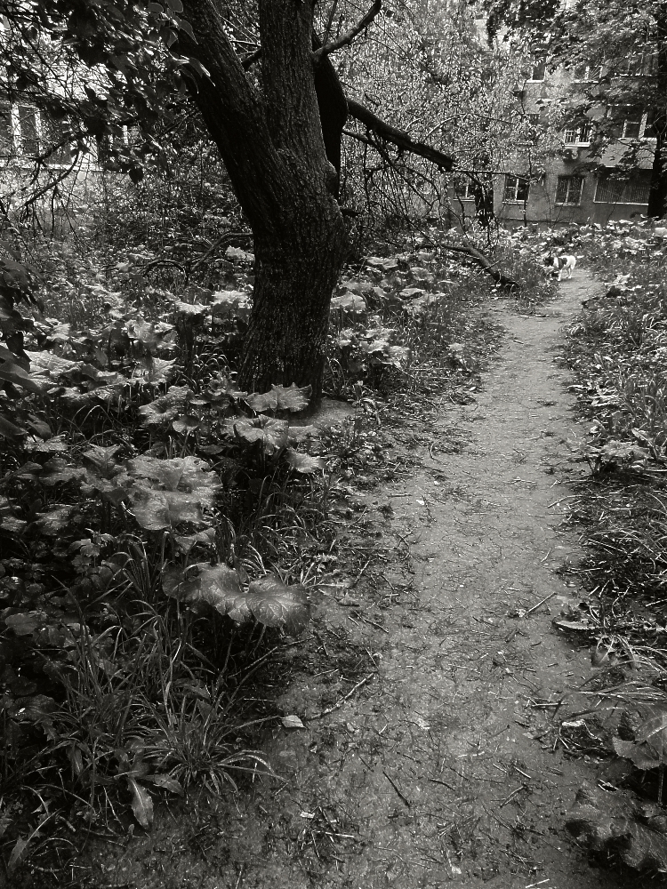 лопуховая аллея