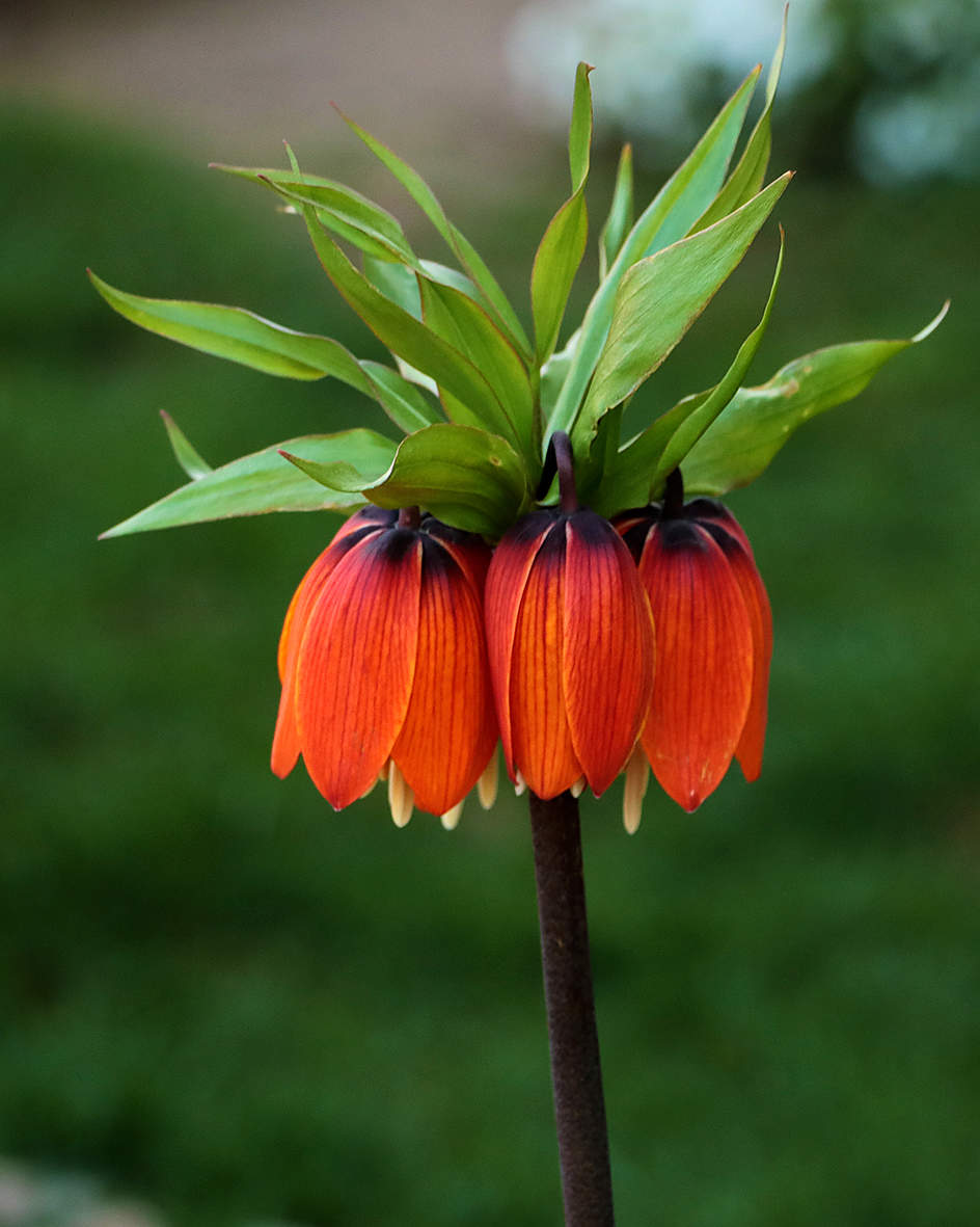 Рябчик раскрывается