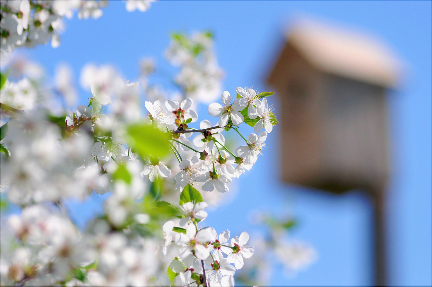 Май, цветущий май!