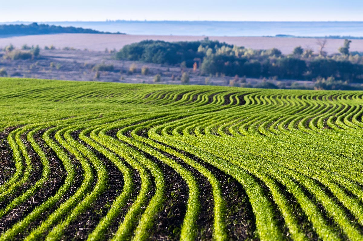 Осенняя озимка