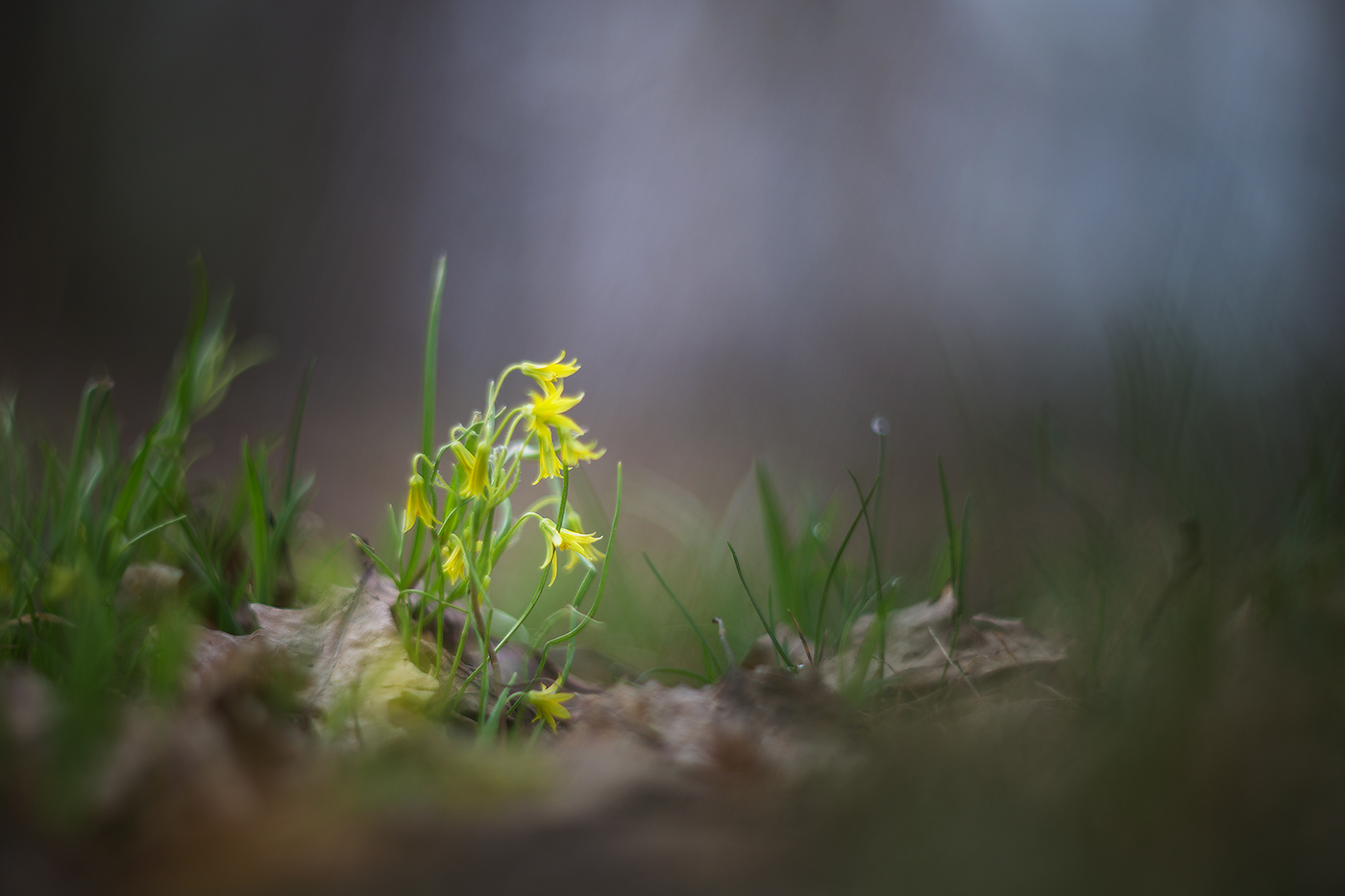 гусиный лук