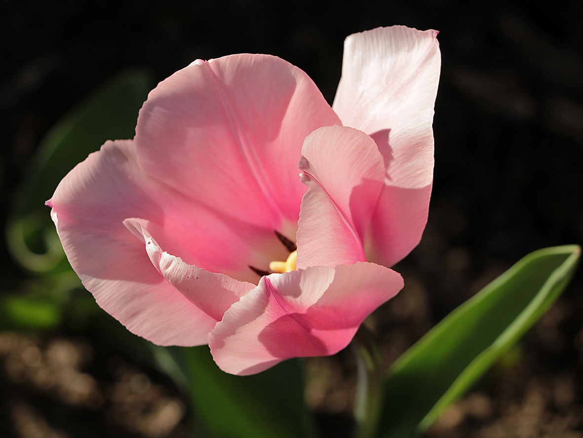 Нежность весны