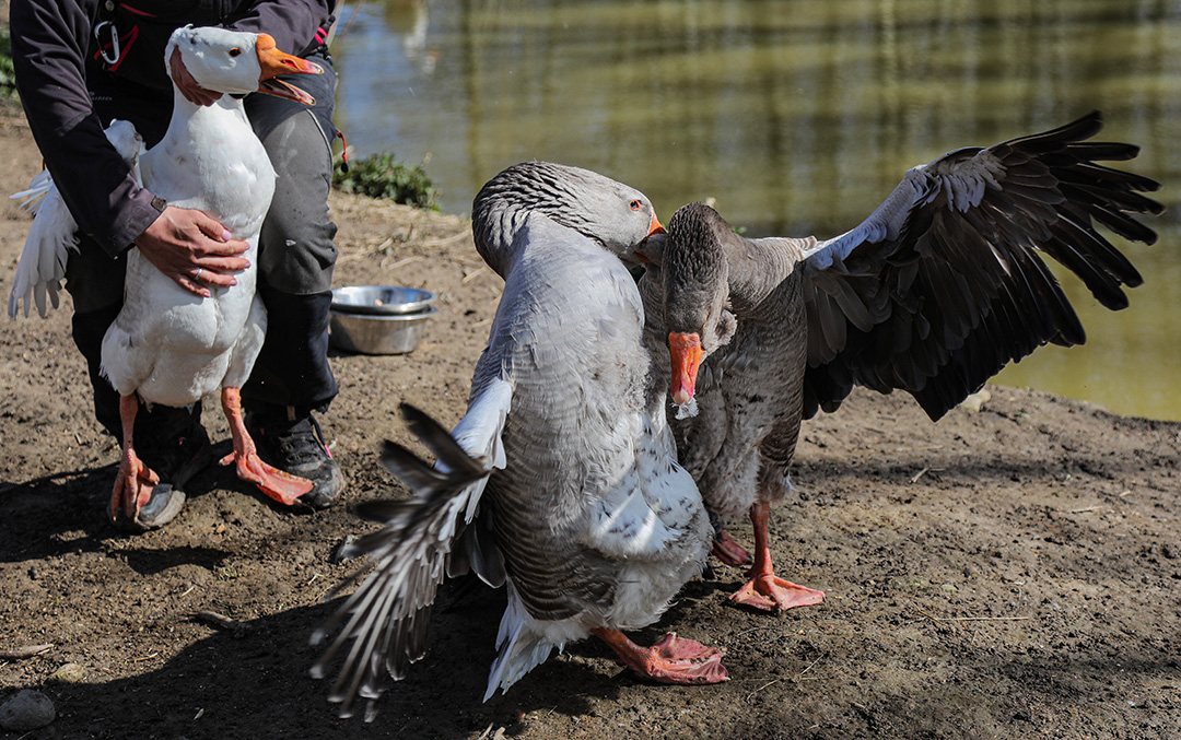 Бои без правил