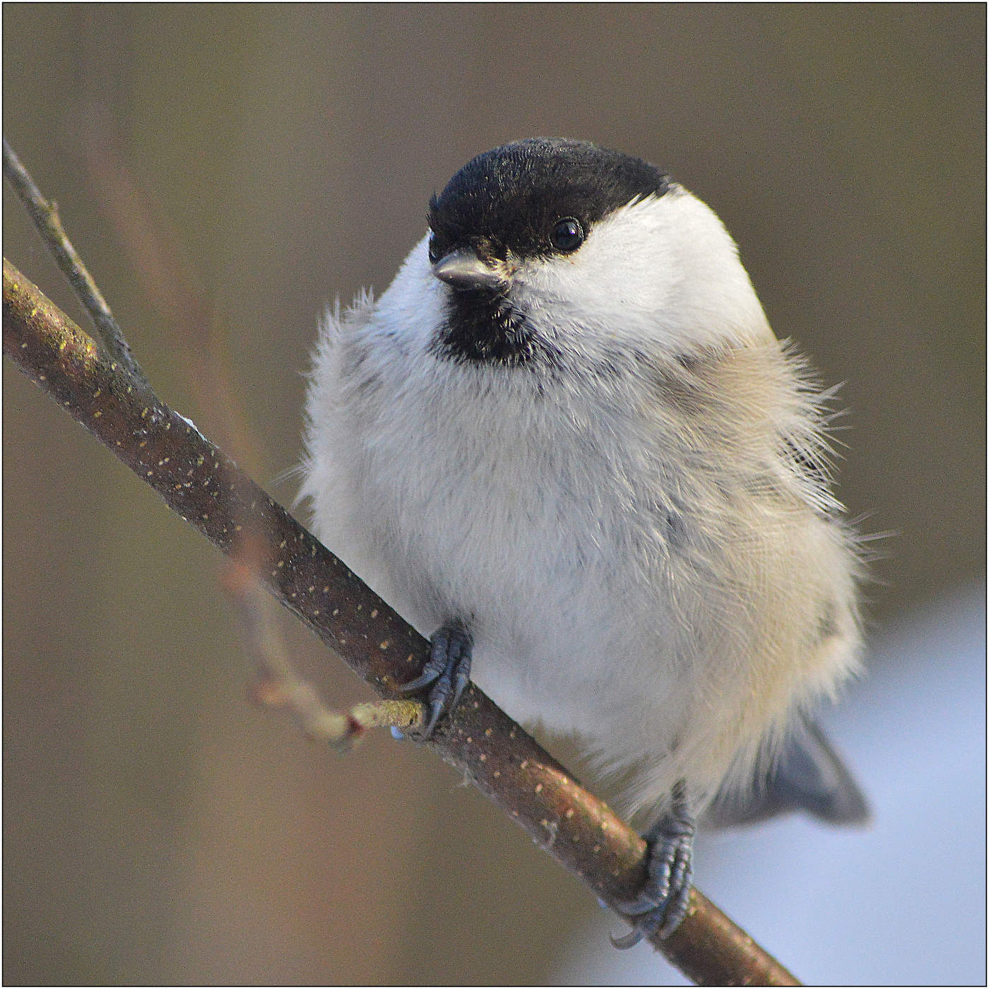 Холодный ветер.
