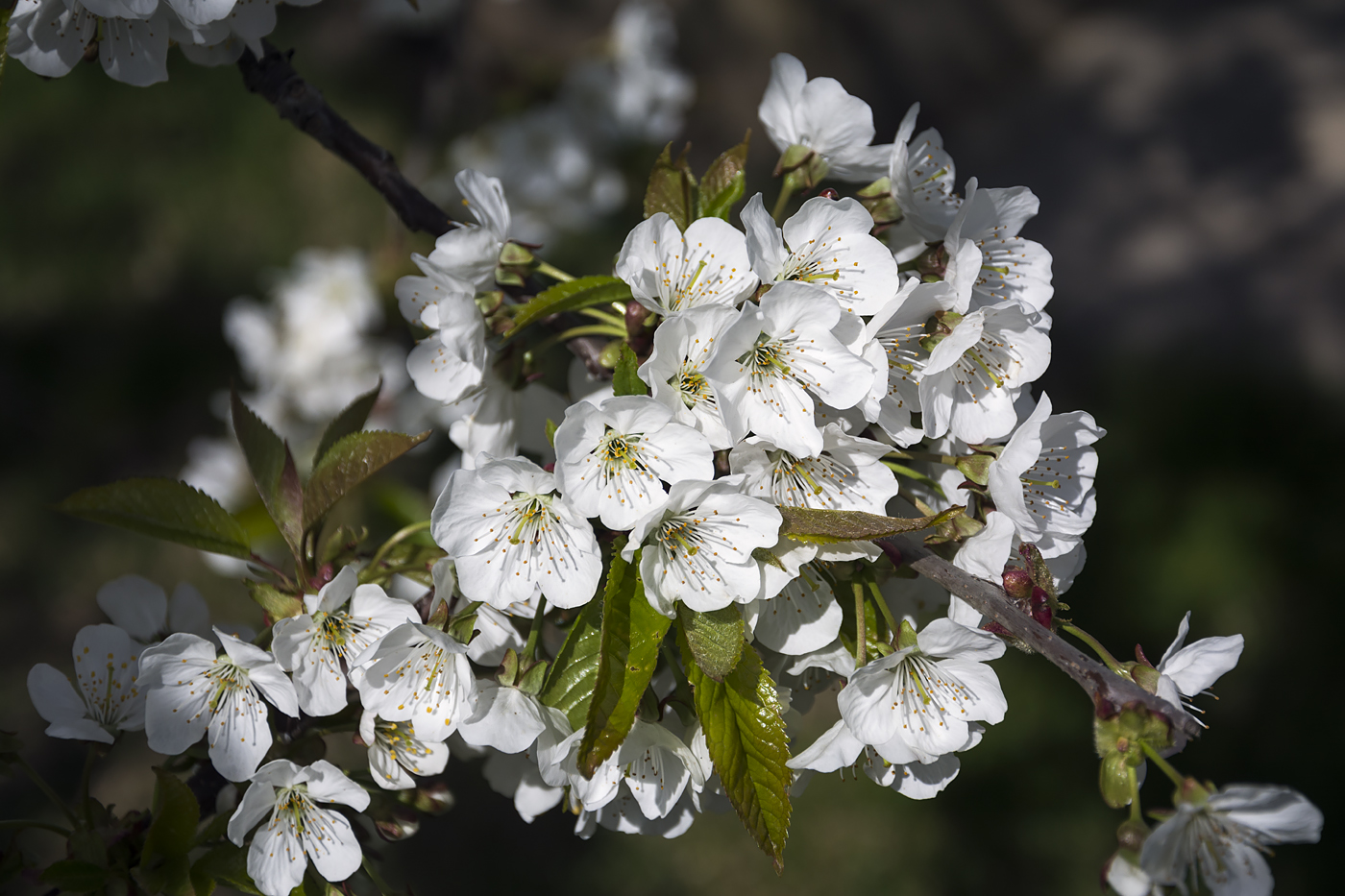 Пора цветения