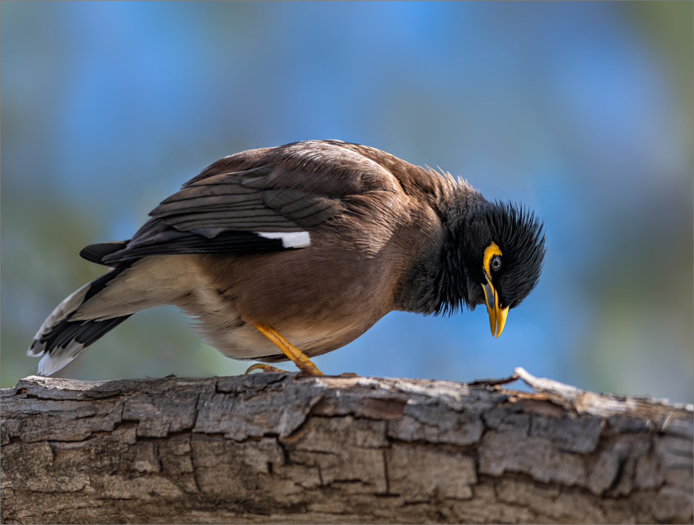 Любознательная майна