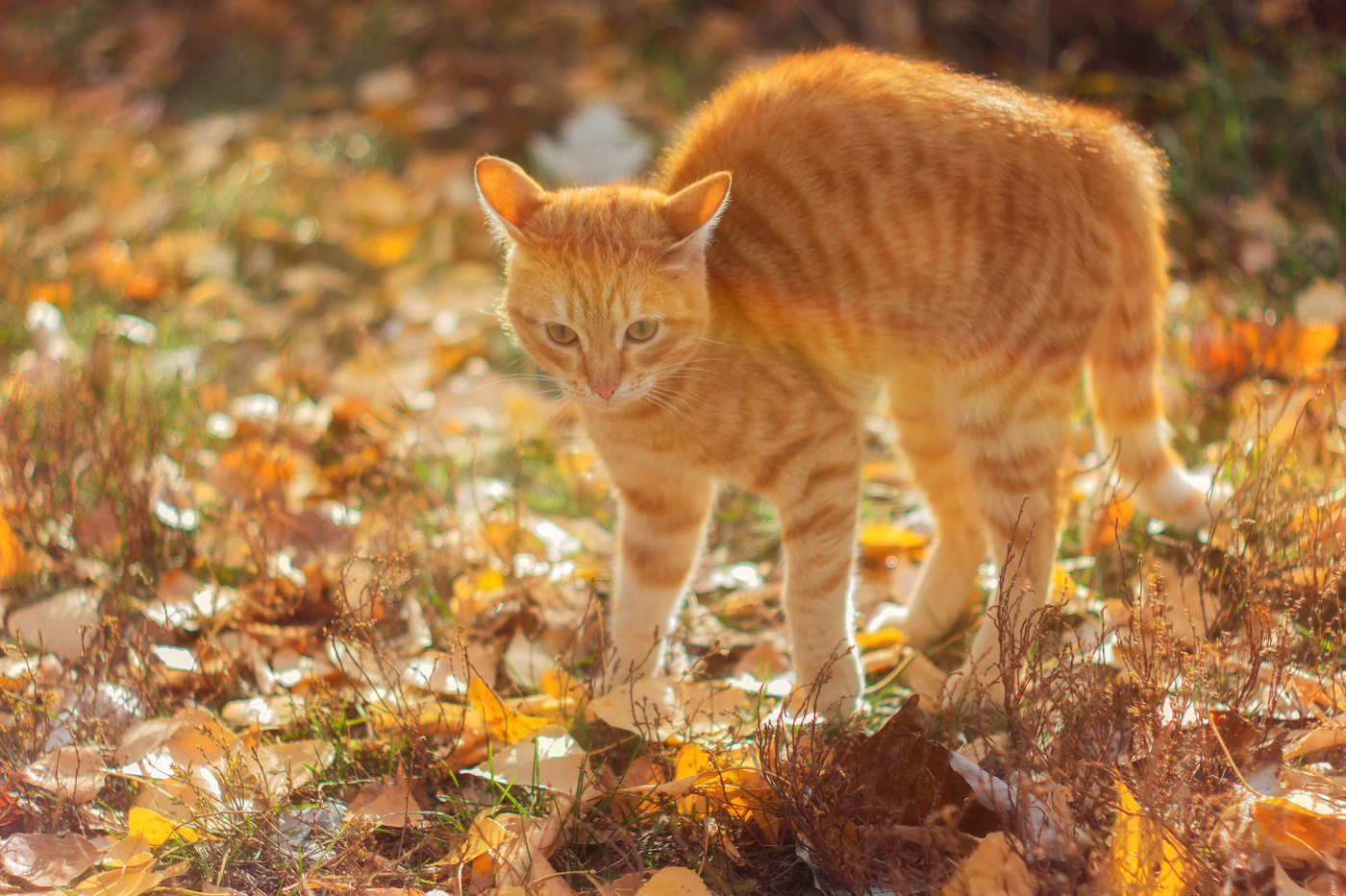 Золотой кот.