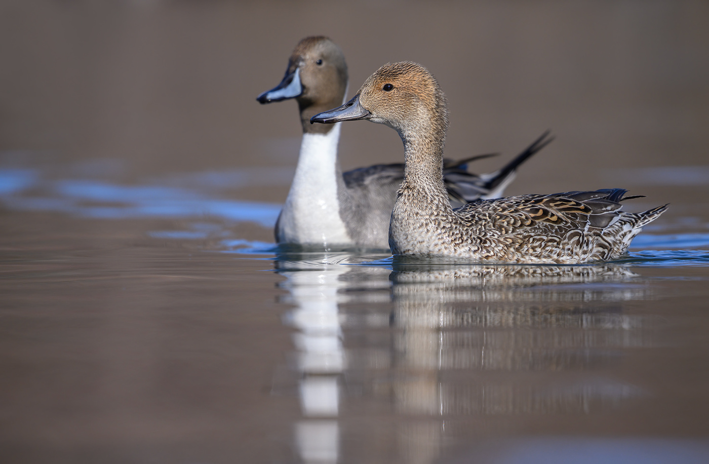 Mrs. & Mr. Northern Pintail