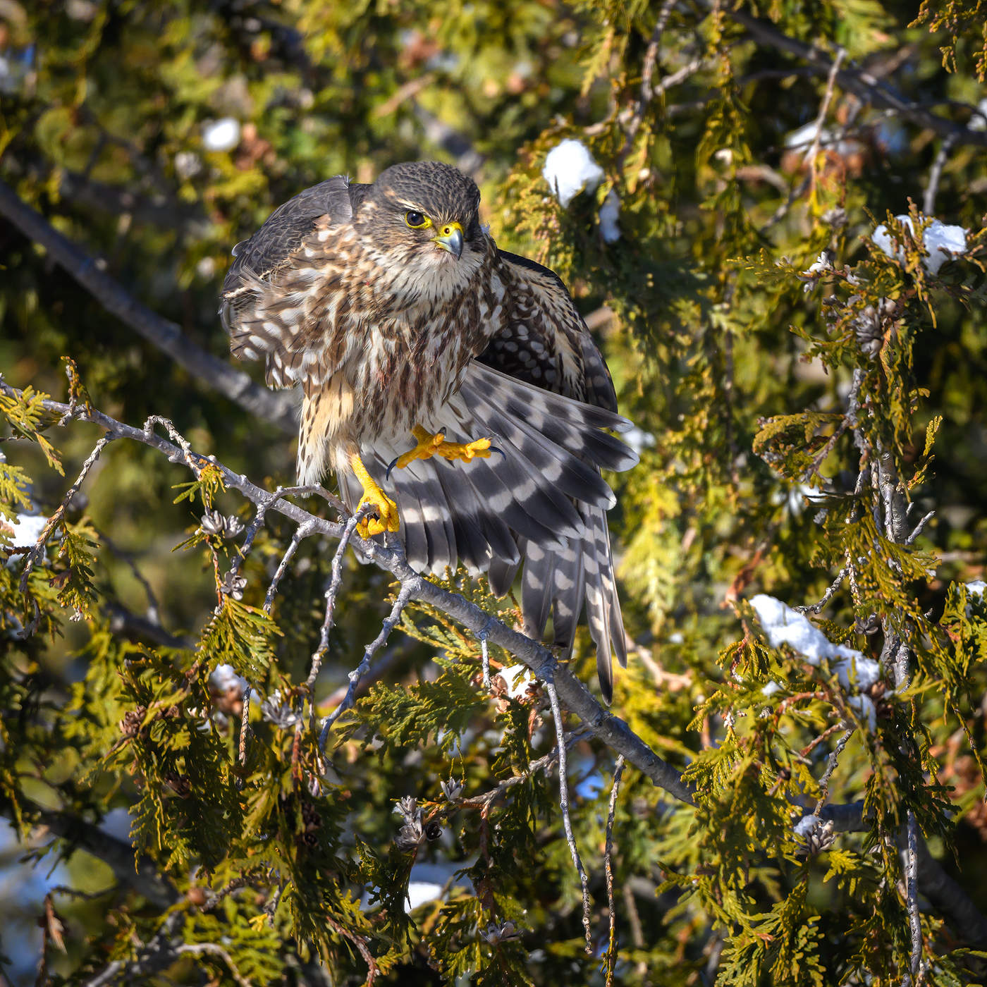 Merlin (Falco columbarius)