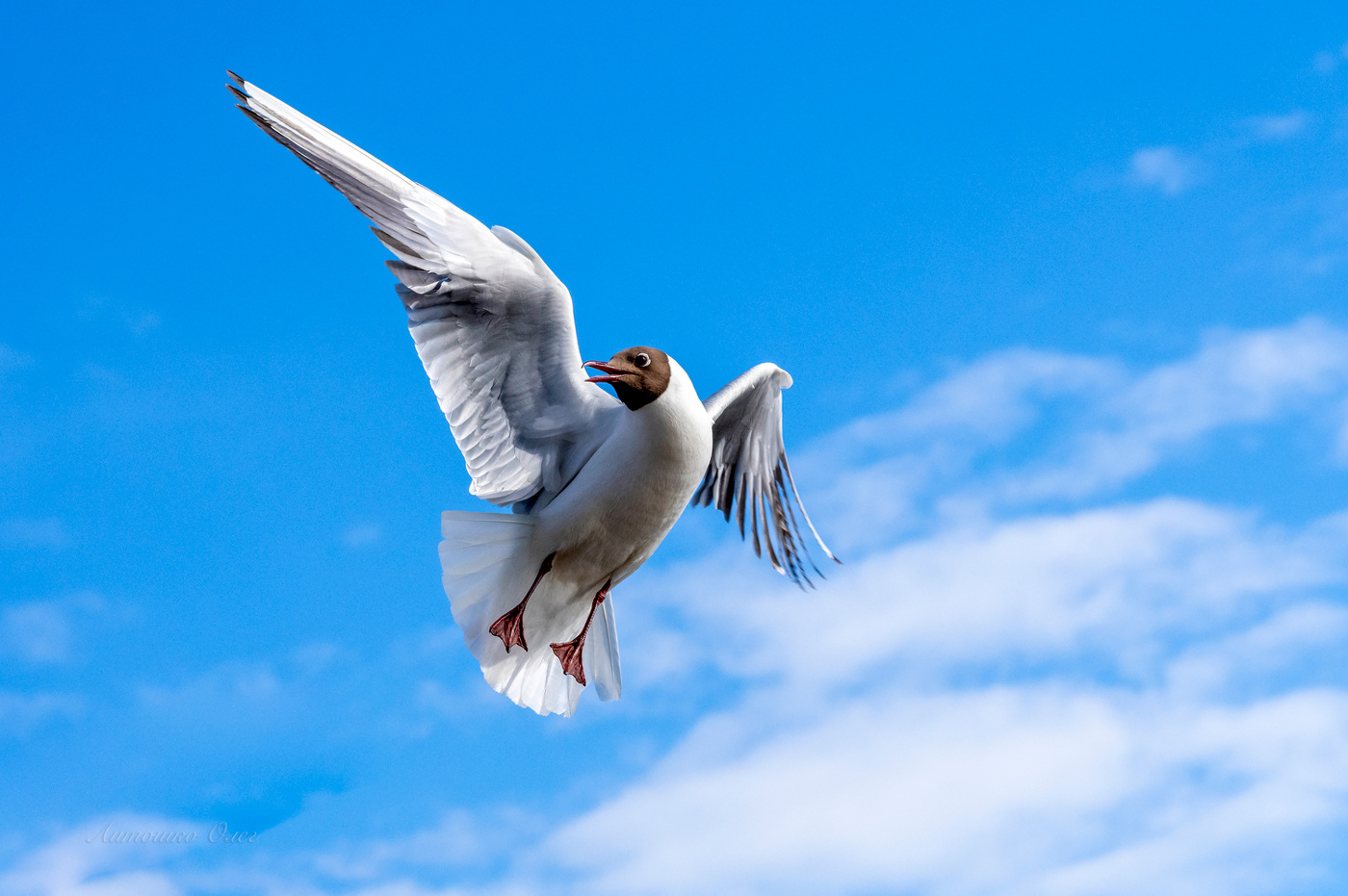 Чайка озёрная.