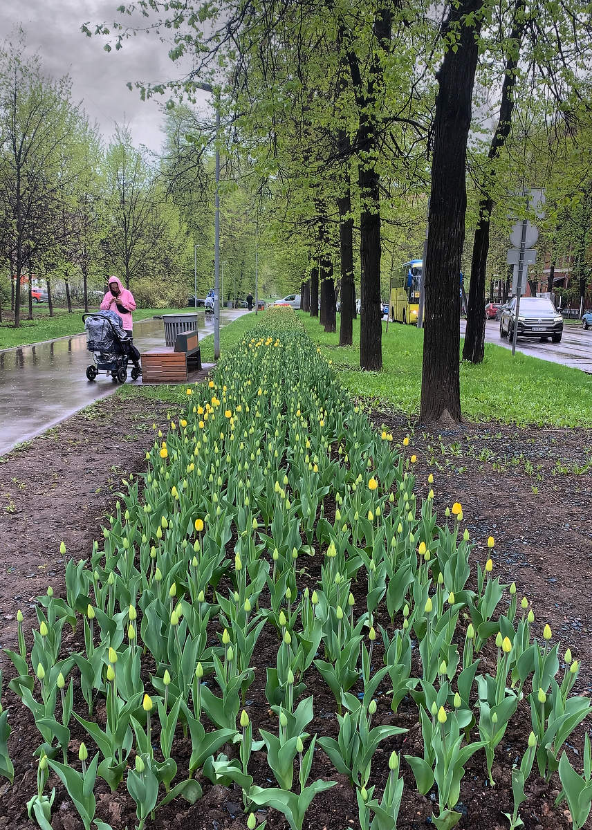 тюльпаново-весенне-дождливый день
