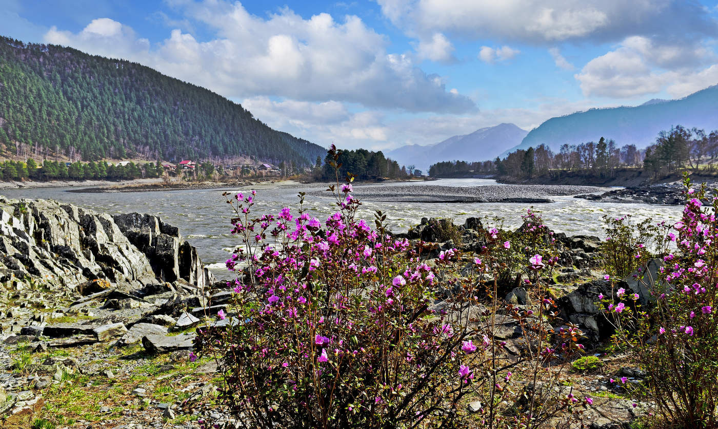 Зацвёл Маральник.