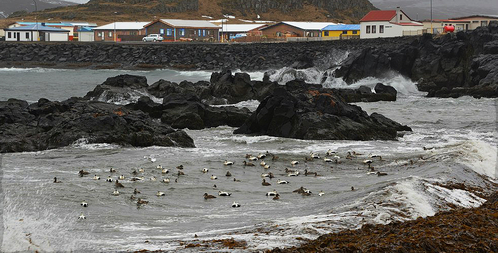 Птичье раздолье