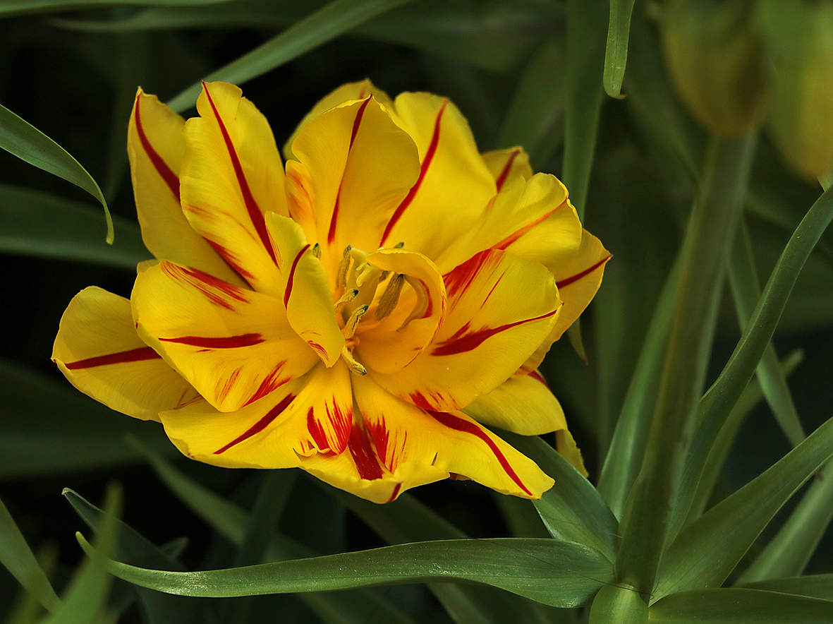 Необычный красавец