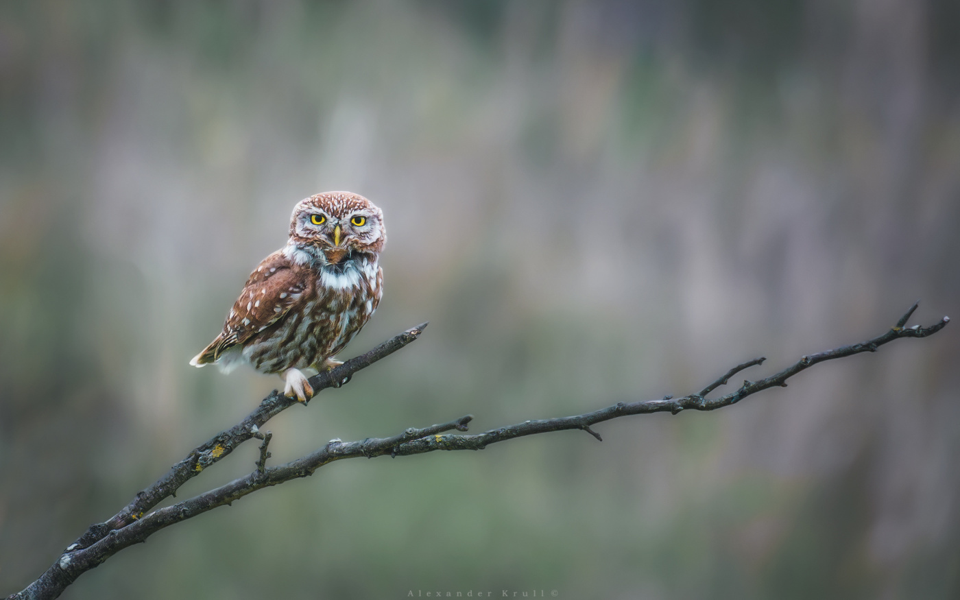 Желтоглазый