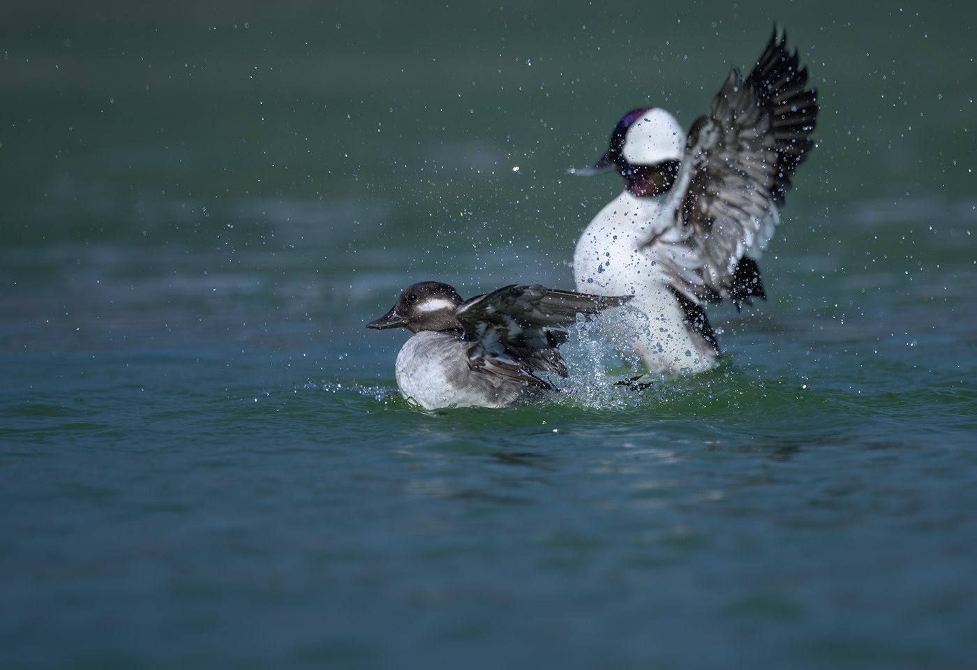 Mrs. & Mr. Bufflehead