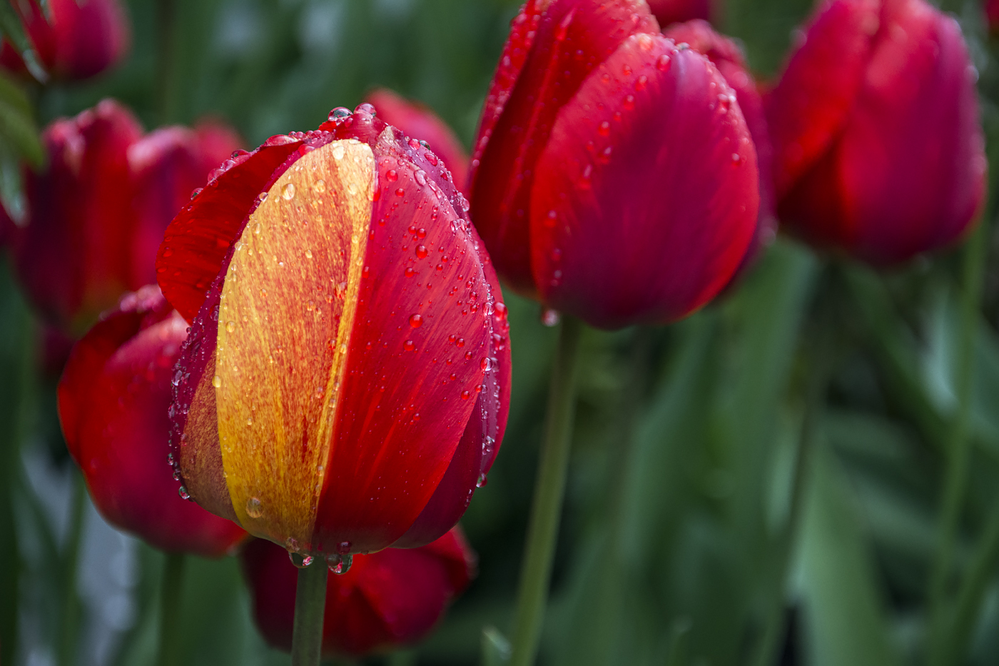 Тюльпаны в дожде