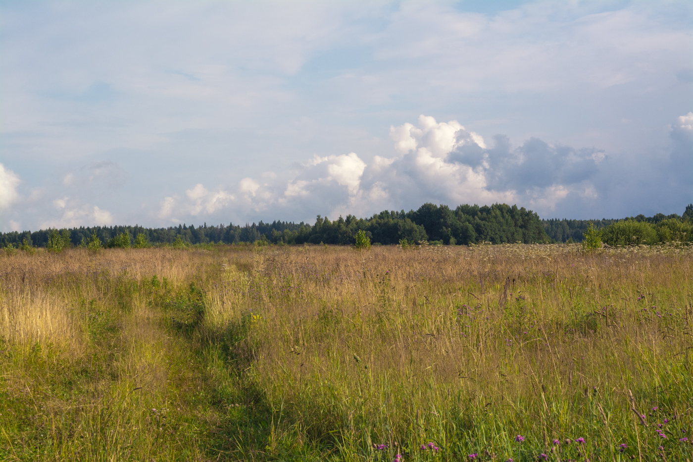 летний пейзаж