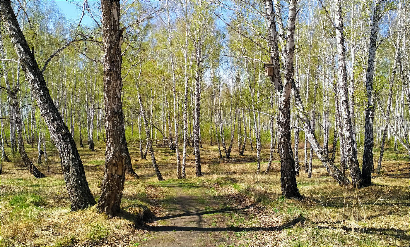 Среди майских берёз